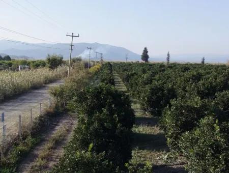 Garten Zum Verkauf In Oriya Tepearasi Zwischen Der Peak 65,000M2 Orange Garten Zum Verkauf