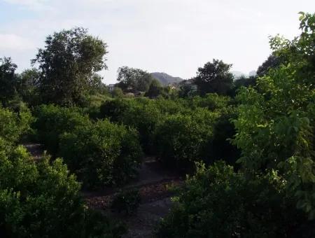 Nahe Dem Zentrum Von Dalyan In Dalyan Grundstück Für Verkauf Zum Verkauf 987M2