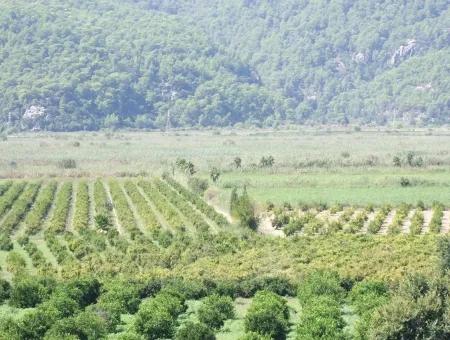 Bauernhof Zum Verkauf Bauernhof Zum Verkauf In Dalyan 73410M2