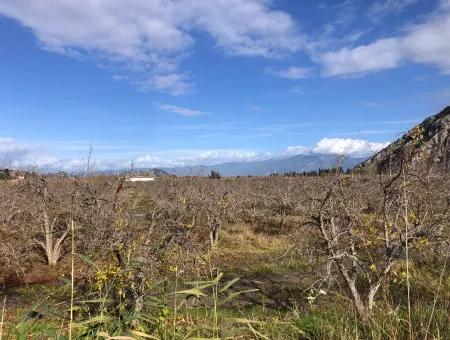 Grundstück Zu Verkaufen In Dalyan Istuzu Yollu Auf 24.000M2 Granatapfelgarten Zu Verkaufen