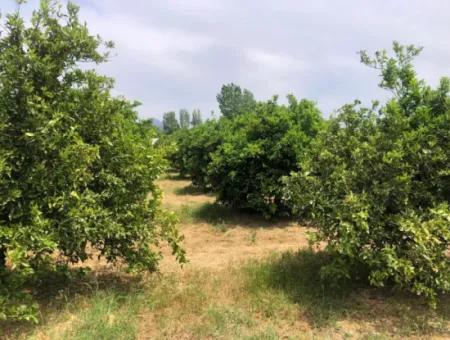 Grundstück Zu Verkaufen In Sourliyurtda 1085M2