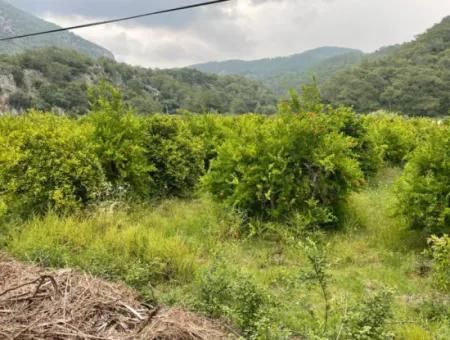 Gökbelde 14.000M2 Feld Zu Verkaufen