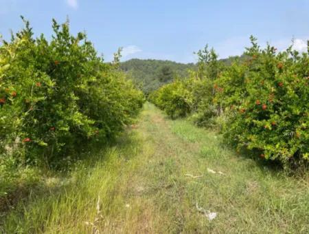 7800M2 Grundstück Zum Verkauf Am Anfang Der Strandstraße Iztuzu In Gökbel