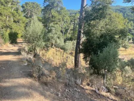 1.320M2 Feld Zum Verkauf Im Zentrum Von Çandır Am Wald