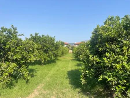 Grundstück Zum Verkauf In Gulpinar, Dalyan 722M2