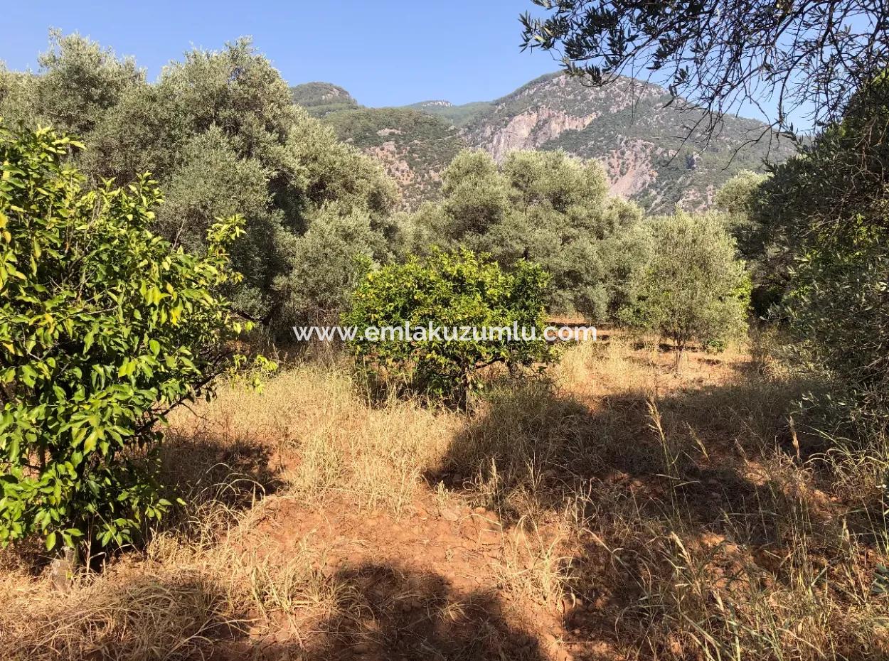 Land Field For Sale In Köyceğinz Yangi 9406M2 Land For Sale