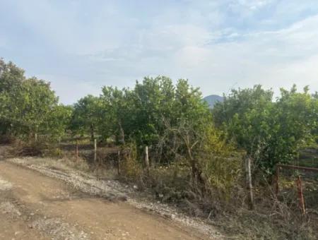 Single Title Deed 5617M2 Lemon Orchard For Sale In Tepearası