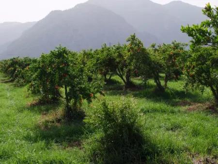 Merkez Dalyan Iztuzu Lake Garden Villa For Sale