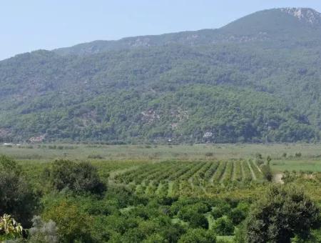 For Sale Farm For Sale In Dalyan 73410M2