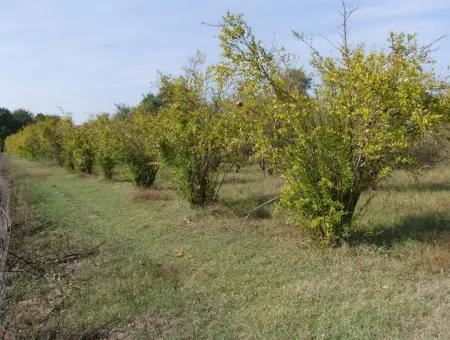 Güzelyurt Land For Sale Village Built 6670M2 Land For Sale