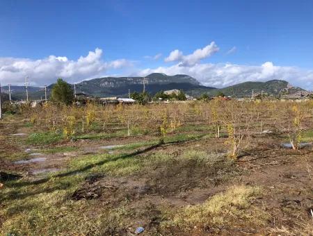 Land For Sale In Dalyan Istuzu Yollu On 24,000M2 Pomegranate Garden For Sale