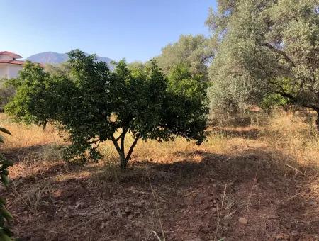 Land Field For Sale In Köyceğinz Yangi 9406M2 Land For Sale