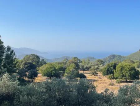 2620M2 Land Field For Sale With Sea View Of Çandir