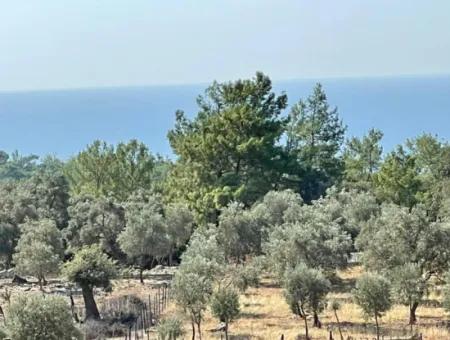 Land For Sale With Sea View Of Çandir