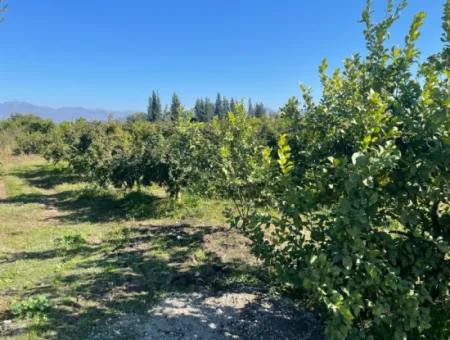 2223M2 Fields For Sale In Dalyan