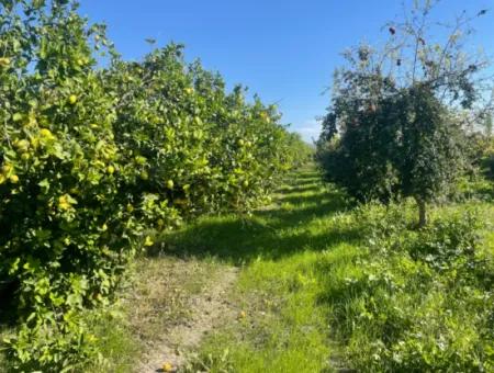 10,000M2 Lemon Garden For Sale In Karadons