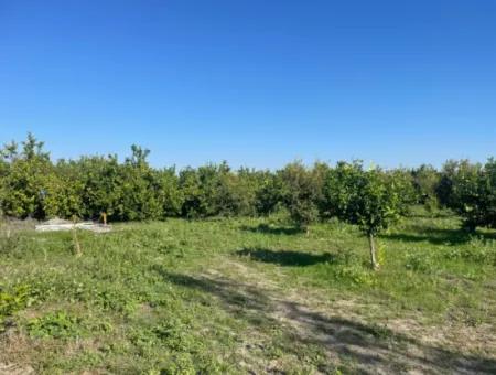 10,000M2 Lemon Garden For Sale In Karadons