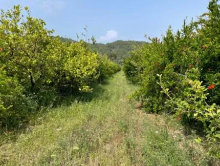 7800M2 Land For Sale At The Beginning Of Iztuzu Beach Road In Gökbel