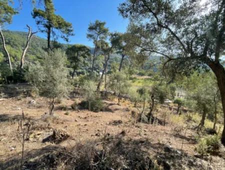 1,320M2 Field For Sale In Çandır Center By The Forest