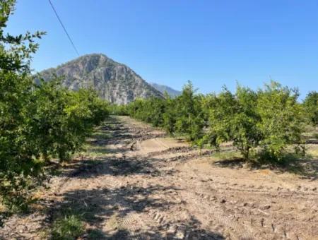 10,000M2 Pomegranate Garden For Sale In Dalyan Arıkbaşı And Gerendüzün