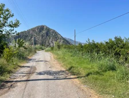 10,000M2 Pomegranate Garden For Sale In Dalyan Arıkbaşı And Gerendüzün