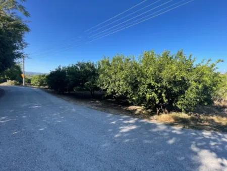 2D Lemon Orchard For Sale In Marmarli, Dalyan