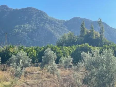 2D Lemon Orchard For Sale In Marmarli, Dalyan