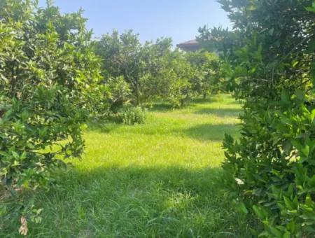 Land For Sale In Gulpinar, Dalyan 722M2