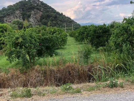 Dalyan Satılık Arsa Gülpınar 722M2 Satılık Arsa