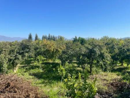 Dalyan'da Satılık 2223M2 Tarla