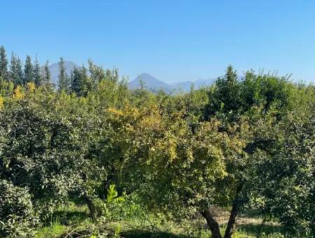 Dalyan'da Satılık 2223M2 Tarla