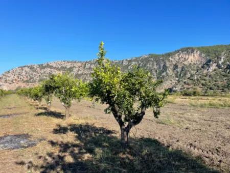 Dalyan'da Merkeze Yakın 6600M2 Satılık Tarla